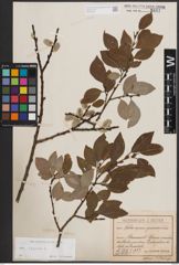 Foto von Salix caprea L.